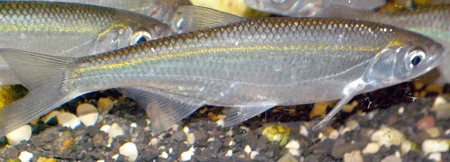 Bleak (Alburnus alburnus)