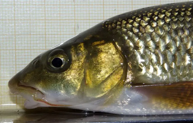 Ebro barbel (Barbus graellsii)