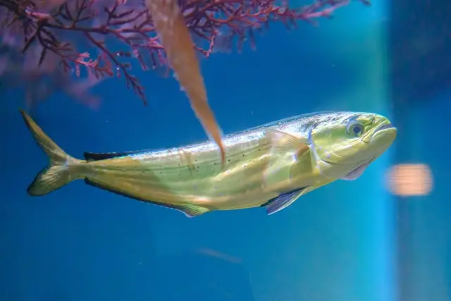 Mahi-mahi (Coryphaena hippurus)