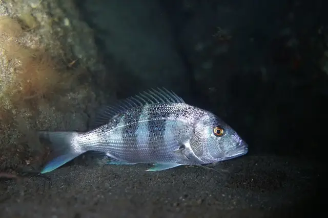 Common dentex (Dentex dentex)
