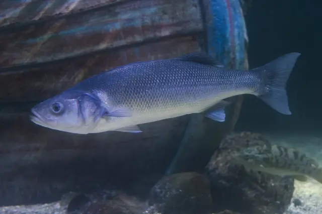 European seabass (Dicentrarchus labrax)