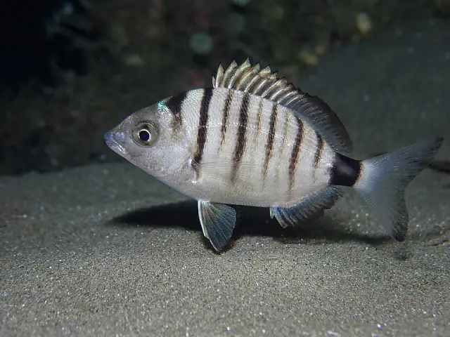 Sharpsnout seabream (Diplodus puntazzo)