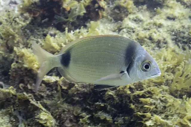 Two-banded seabream (Diplodus vulgaris)