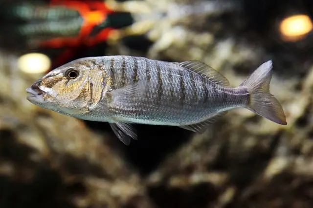 Striped seabream (Lithognathus mormyrus)
