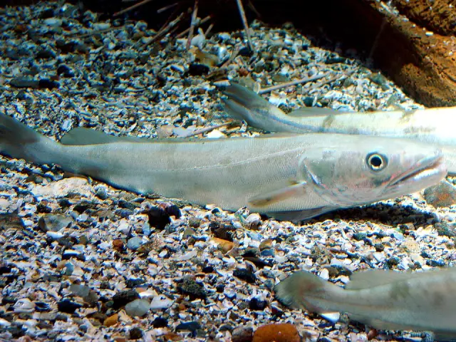 European hake (Merluccius merluccius)