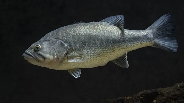 Largemouth bass (Micropterus salmoides)