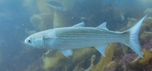 Flathead grey mullet (Mugil cephalus)