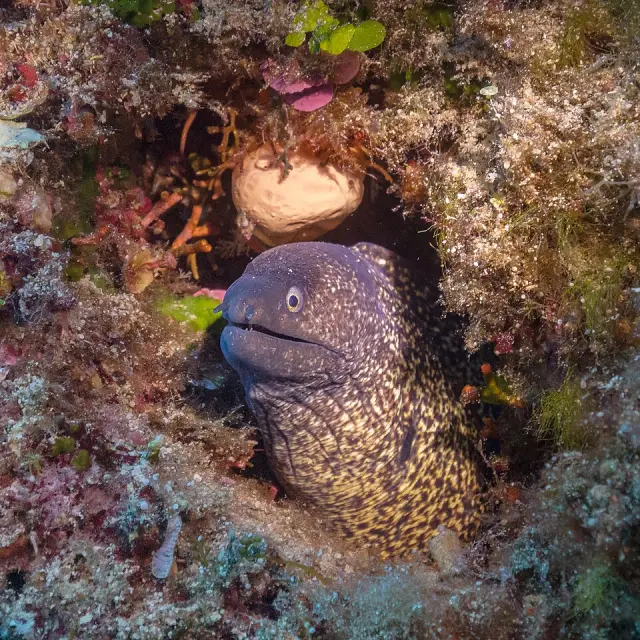 Mediterranean moray (Muraena helena)