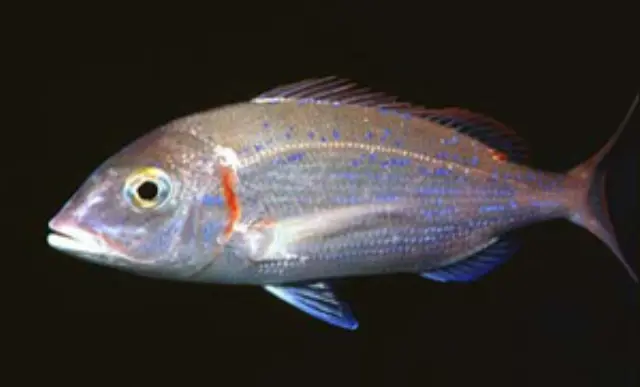 Common pandora (Pagellus erythrinus)