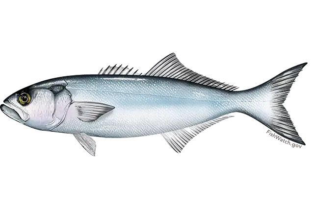 Bluefish (Pomatomus saltatrix)