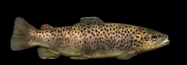 Brown trout (Salmo trutta)