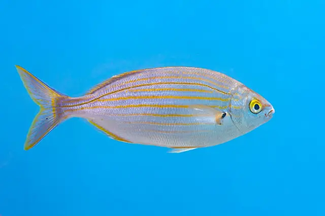 Salema porgy (Sarpa salpa)