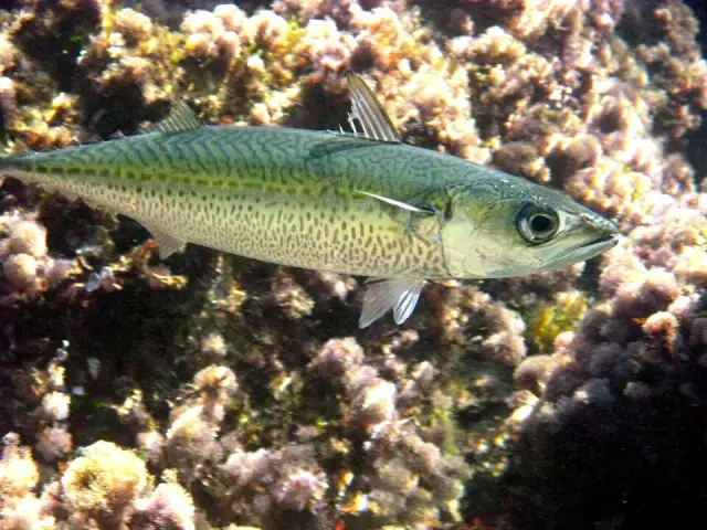 Chub mackerel (Scomber colias)