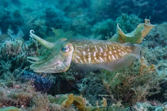 Common cuttlefish (Sepia officinalis)