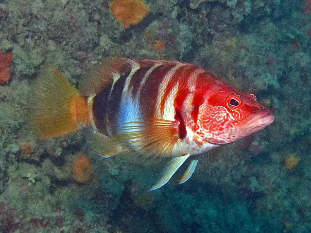 Painted comber (Serranus scriba)