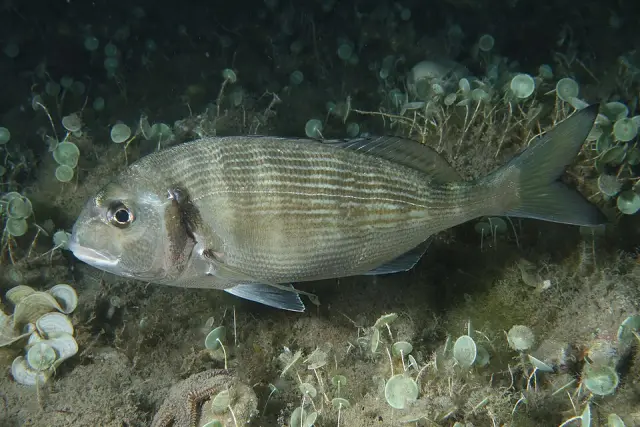 Gilthead seabream (Sparus aurata)