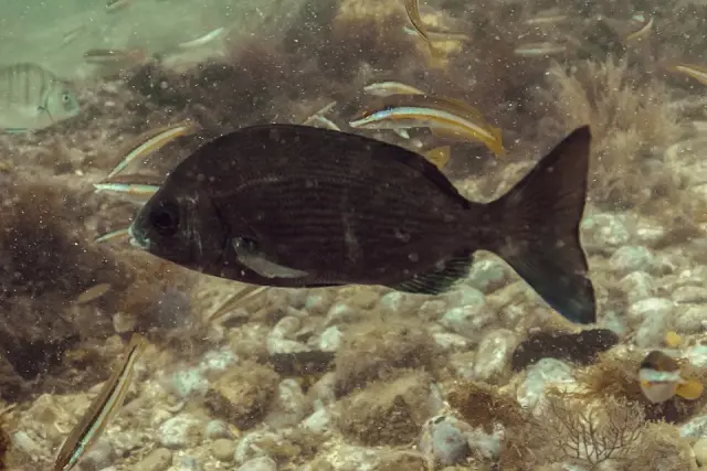 Black seabream (Spondyliosoma cantharus)