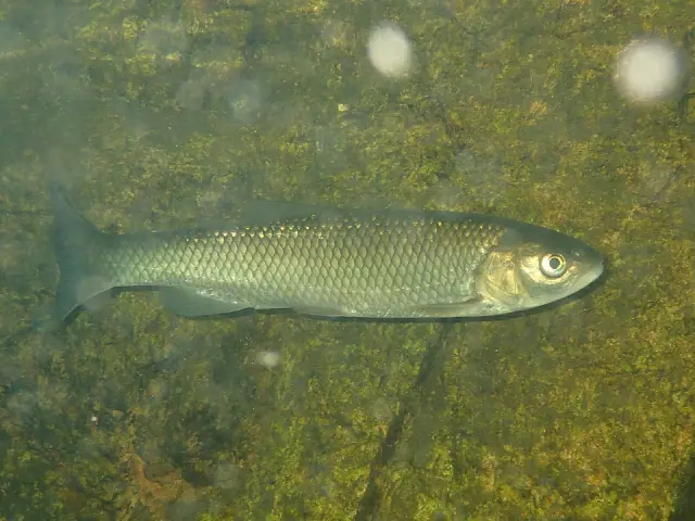 Catalan chub (Squalius laietanus)