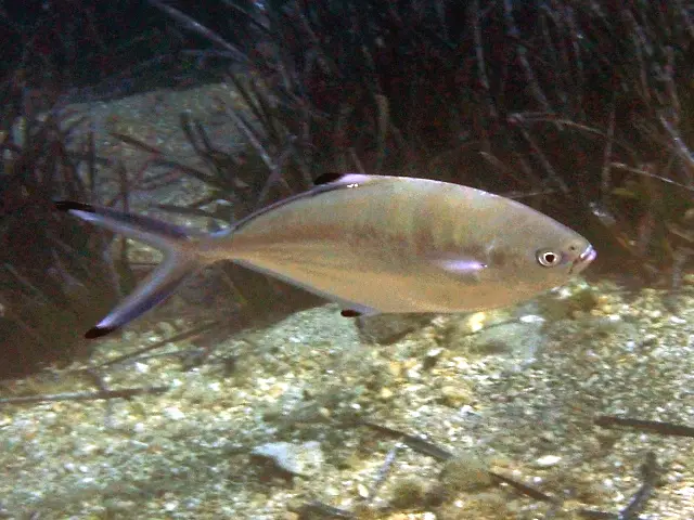 Pompano (Trachinotus ovatus)