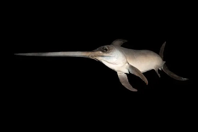 Swordfish (Xiphias gladius)